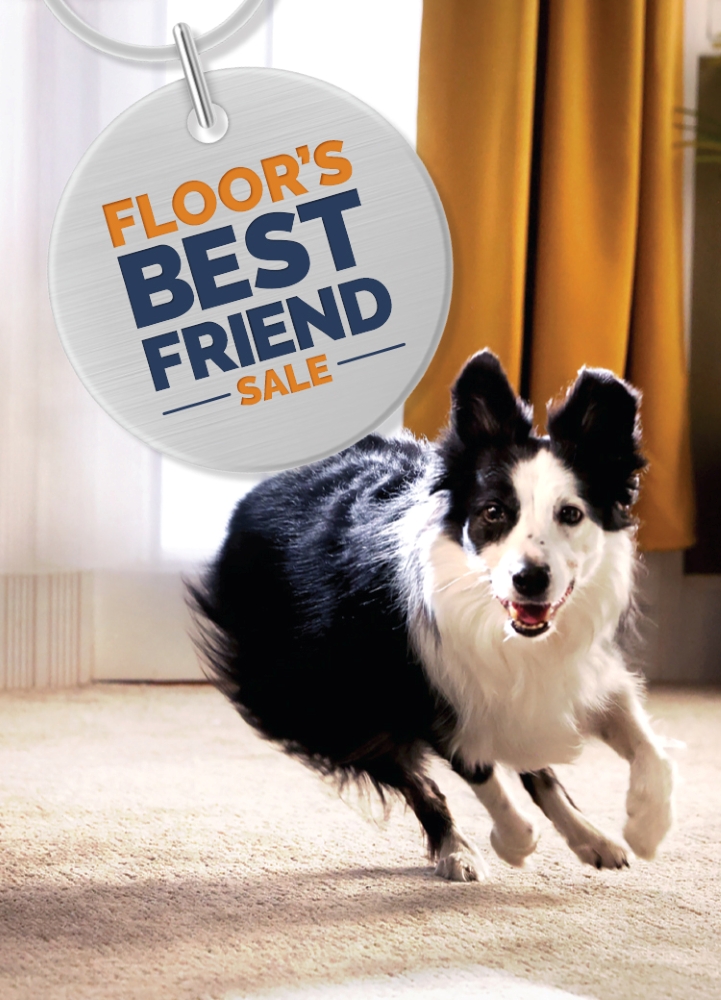 Dog running on carpet